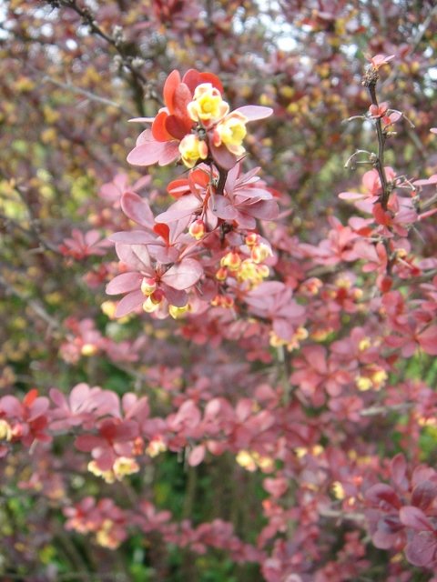 Berberis thunbergii 'Atropurpurea' P18 P30